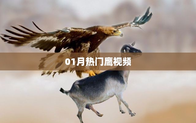 热门鹰视频,精彩瞬间一网打尽