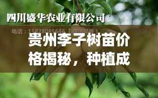 贵州李子树苗价格揭秘,种植成本与市场需求分析