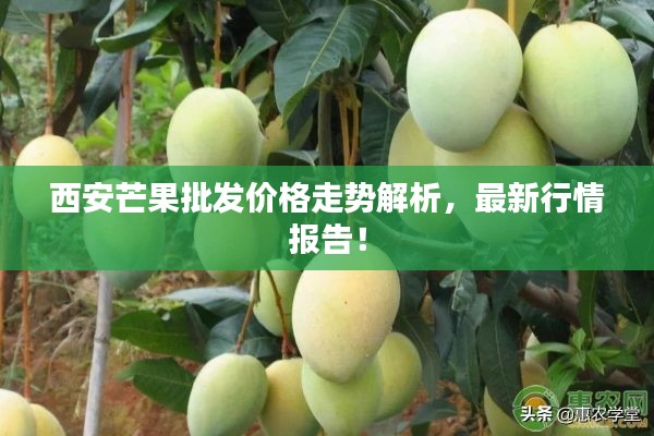 西安芒果批发价格走势解析,最新行情报告!