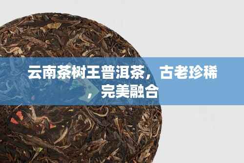 云南茶树王普洱茶,古老珍稀,完美融合