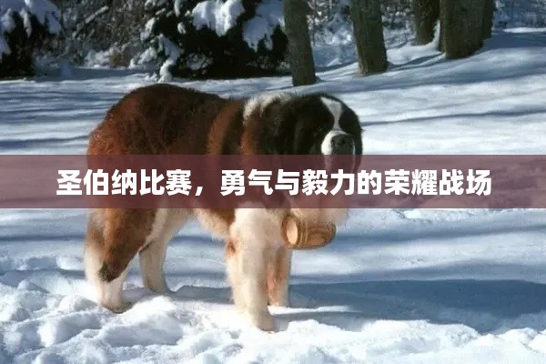 圣伯纳比赛,勇气与毅力的荣耀战场