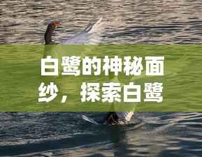 白鹭的神秘面纱,探索白鹭的详细资料