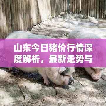 山东今日猪价行情深度解析，最新走势与趋势预测