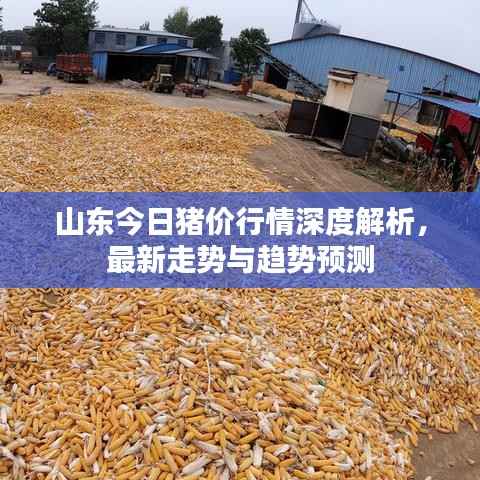 山东今日猪价行情深度解析,最新走势与趋势预测